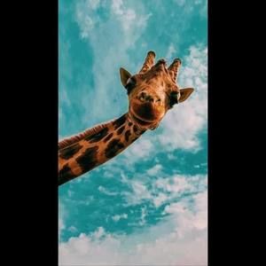 Meet your Posher, Tinatin